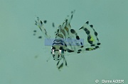 Dendrochirus brachypterus  Pterois nain juv-Liwutonkidi Island 2-23m-20180604-Denis-ADER-DSC_3953_tn